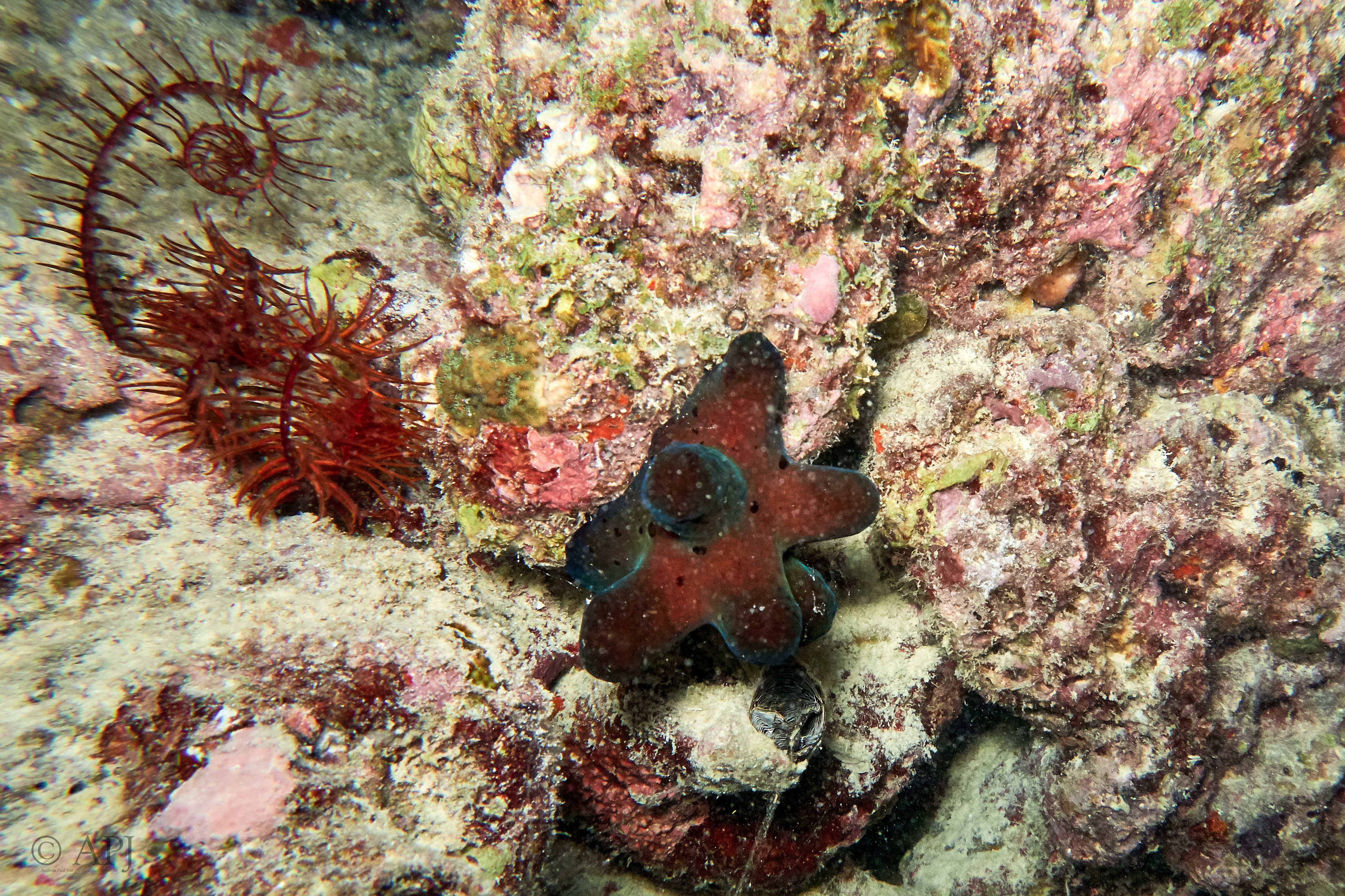 000872 15 08 17  Canon PowerShot G7 X Mark II   Malediven2017